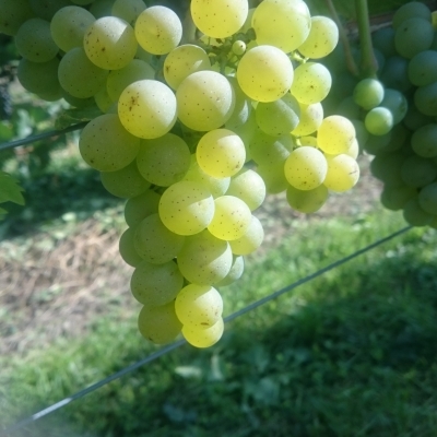 Silvaner Wue 318 DSC 0452